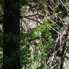 Plants: image 105 Of 208 Thumb